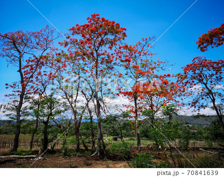 The Flame tree, Royal poinciana or Delonix regia flower tree in the outdoor park with blue sky 70841639