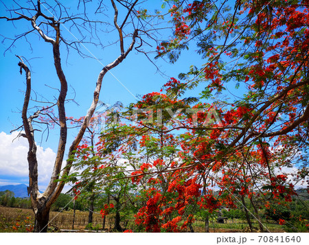 The Flame tree, Royal poinciana or Delonix regia flower tree in the outdoor park with blue sky 70841640