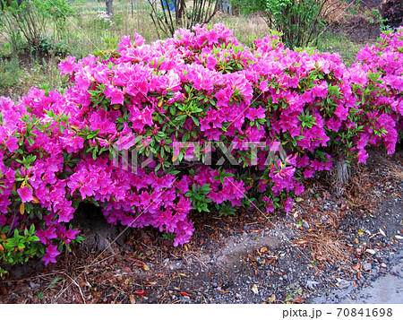 雨の日の紫色のツツジの花の写真素材
