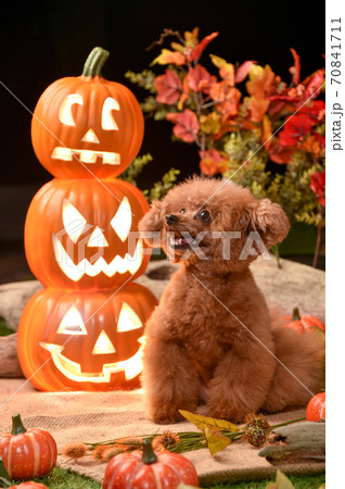 ハロウィン背景でおすましするトイプードル ハロウィン背景でおすましするトイプードル 70841711