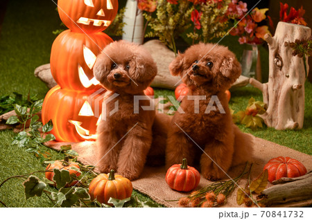 ハロウィン背景でおすましするトイプードル ハロウィン背景でおすましするトイプードル 70841732