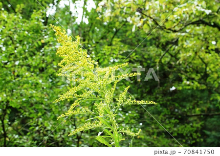 セイタカアワダチソウ（背高泡立草）の咲き始め 70841750