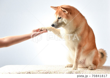 飼い主にお手をする柴犬の写真素材