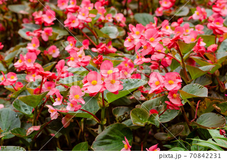 close up of blooming begonia cucullata or wax begonia close up of blooming begonia cucullata or wax begonia 70842231