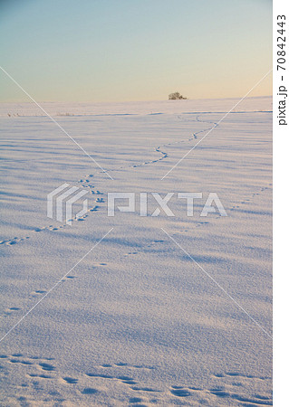 夕暮れの雪原と野生動物の足跡 夕暮れの雪原と野生動物の足跡 70842443
