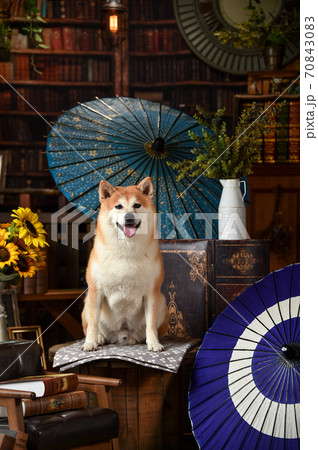 レトロ背景でおすましする柴犬 レトロ背景でおすましする柴犬 70843083