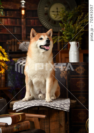 レトロ背景でおすましする柴犬 レトロ背景でおすましする柴犬 70843097