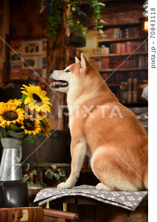 レトロ背景でおすましする柴犬 レトロ背景でおすましする柴犬 70843118