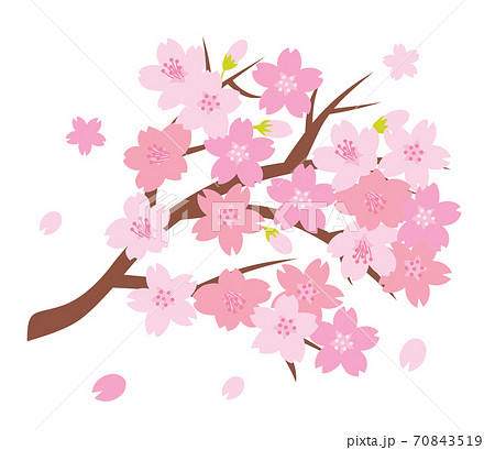 春に満開に咲いた桜の枝のイラスト素材