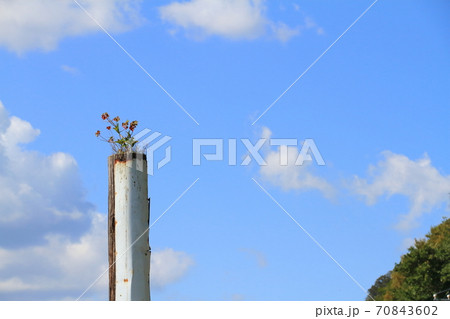 退役した木製電柱のてっぺんに自生した植物 70843602