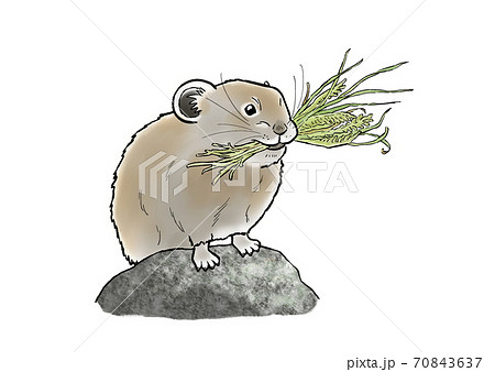 冬支度をするナキウサギのイラスト素材