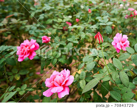 薔薇 シャーロットアームストロング 薔薇 シャーロットアームストロング 70843729