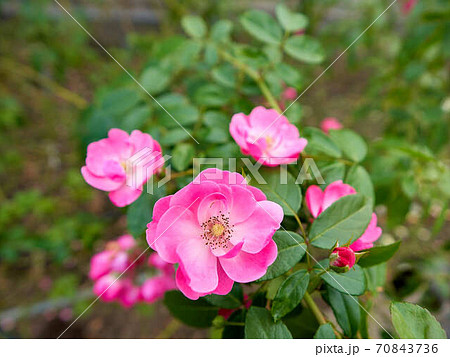 薔薇 ピンクノックアウトの写真素材