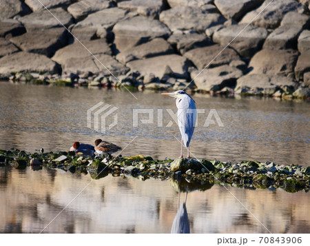 アオサギ 70843906