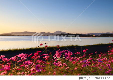 霞ヶ浦湖畔の秋桜と筑波山、茨城県絶景 70844372