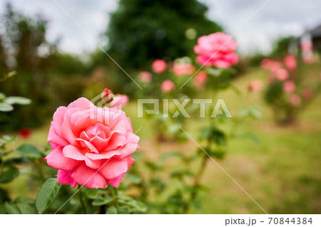 薔薇 マガリ 薔薇 マガリ 70844384