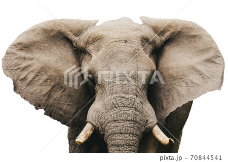 African Elephant Isolated On White 70844541
