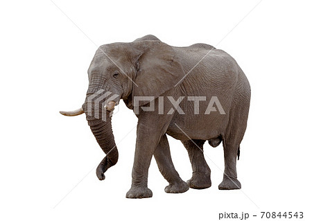 African Elephant Isolated On White 70844543