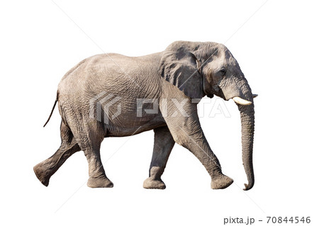 African Elephant Isolated On White 70844546