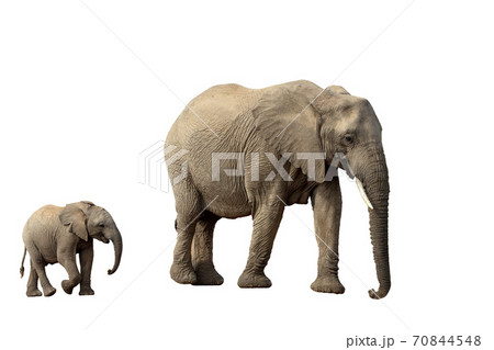 African Elephant Isolated On White 70844548