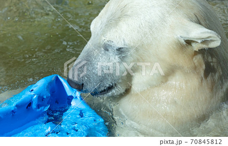 Polar Bear playing 70845812