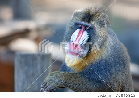 Colorful mandrill baboon 70845815