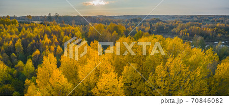 Stand of changing bright yellow trees on fall afternoon 70846082