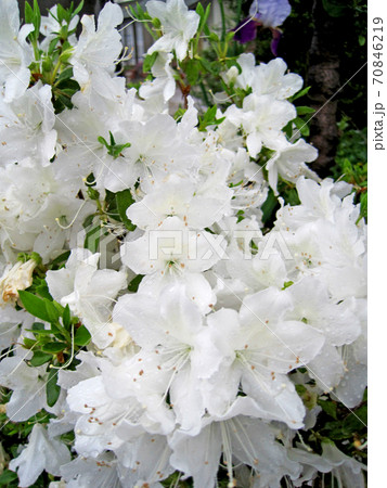 雨の日の白い色のツツジの花 雨の日の白い色のツツジの花 70846219