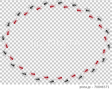 Ant procession 6 70846571