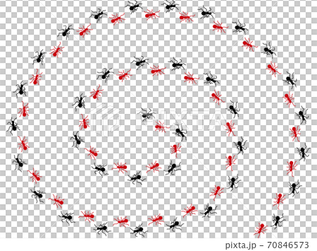 Ant procession 4 70846573