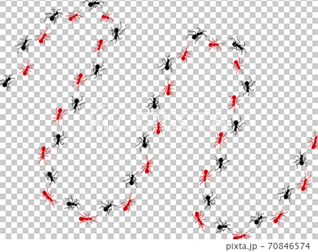 Ant procession 3 70846574