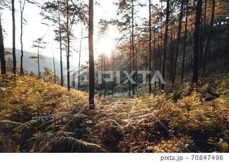 In the forest, trees with warm light in the evening. 70847496