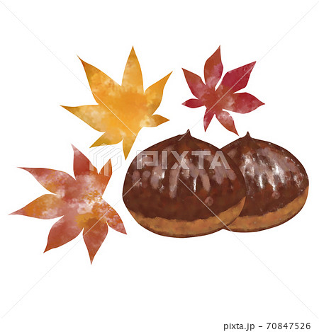 手描き水彩画風紅葉と栗のイラストのイラスト素材