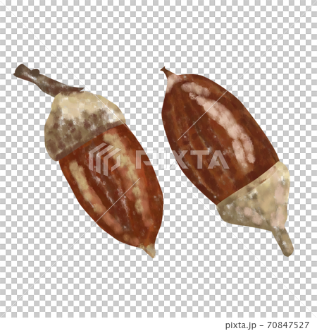 Hand-painted watercolor style acorn illustration 70847527