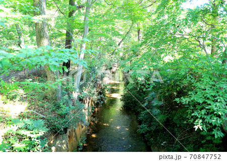 木々に囲まれた小川 70847752