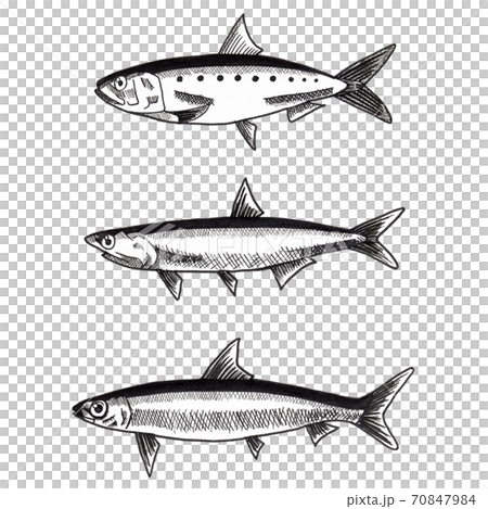 イカとイワシの手書きの画像 イカとイワシの手書きの画像 インテリア小物