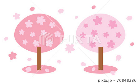 2本並んだ桜の木のイラスト素材