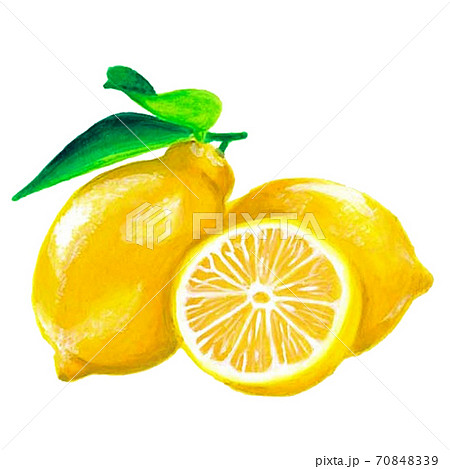 手描きのレモンのリアルイラストのイラスト素材