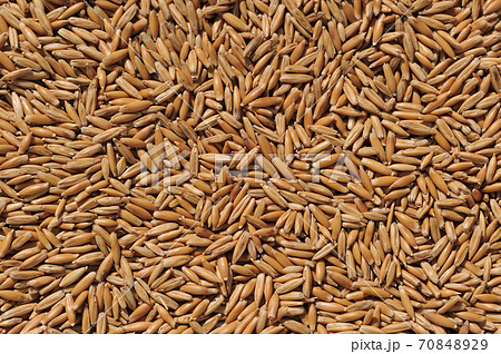 オーツ麦の種子 ～ シンプル背景イメージ 70848929