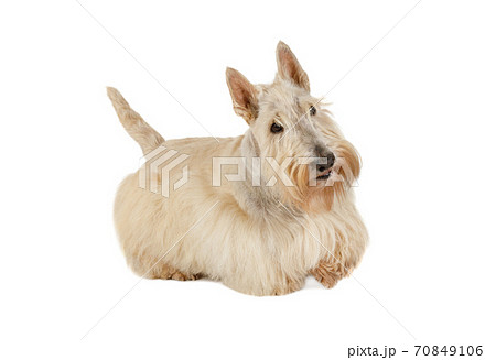 Cute Scottish Terrier dog isolated on white background Cute Scottish Terrier dog isolated on white background 70849106