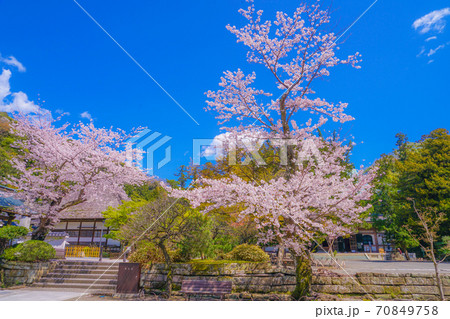 円覚寺の満開の桜 神奈川県鎌倉市 の写真素材
