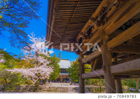 円覚寺の満開の桜(神奈川県鎌倉市) 円覚寺の満開の桜(神奈川県鎌倉市) 70849783