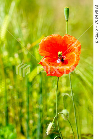 almost bloomed poppy flower bud on green blurred background almost bloomed poppy flower bud on green blurred background 70849983