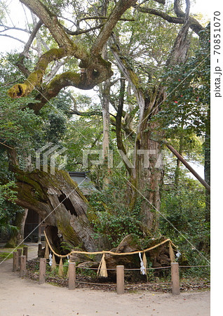 天然記念物「能因法師 雨乞いの楠」(大山祇神社/愛媛県今治市大三島町宮浦) 天然記念物「能因法師 雨乞いの楠」(大山祇神社/愛媛県今治市大三島町宮浦) 70851070