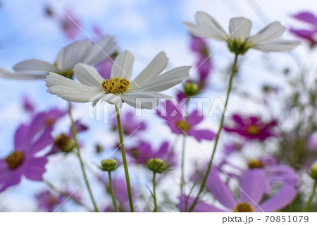 白色と淡いピンクの秋桜の写真素材