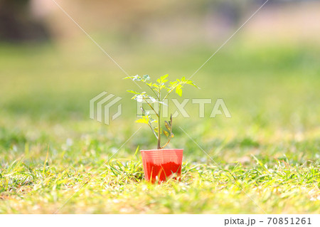 ミニトマトの苗 ミニトマトの苗 70851261