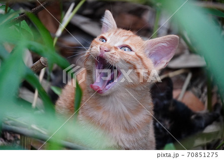 草むらに潜み欠伸する野良猫の子猫 70851275