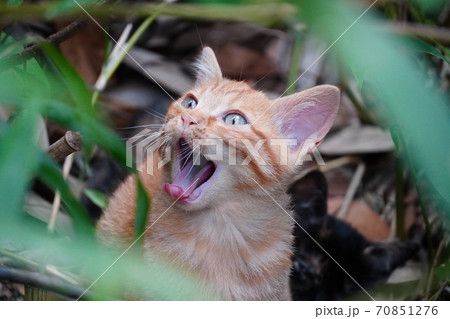草むらに潜み欠伸する野良猫の子猫 70851276