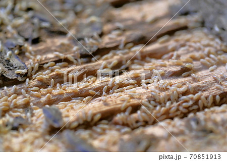 木材を食い散らかすシロアリ（ヤマトシロアリ） 70851913