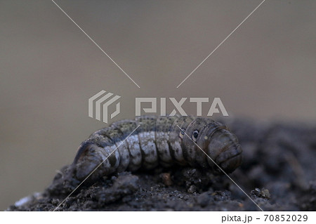 畑の嫌われ者のヨトウムシ（夜盗虫　害虫） 70852029